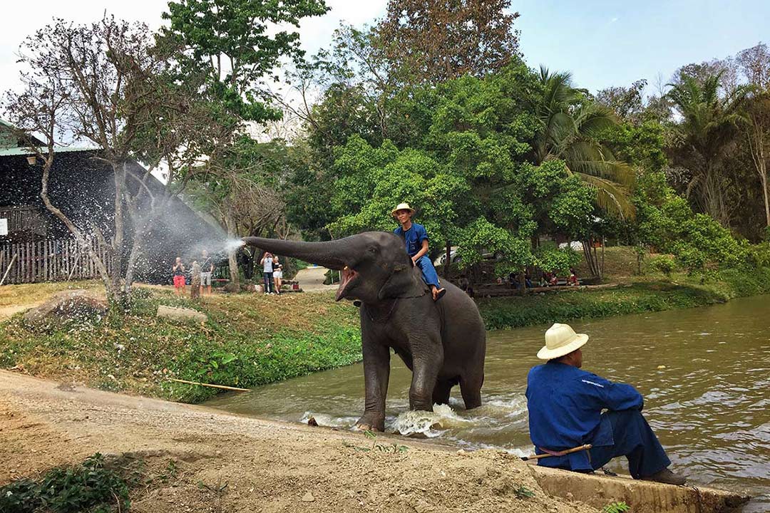 Thailand Elephant Conversation, road trip, arabayla Tayland